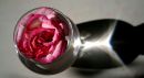 Glass Rose