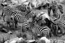 Zebra, Rekero Camp, Maasai Mara, Kenya.