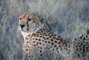 Cheetah (male), Lewa Downs, Kenya.
