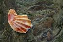 Broken Scallop, Newquay, Wales.