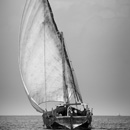Racing dhows