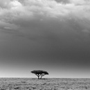 Serengeti