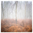 Damons Autumn