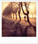 Tree Avenue