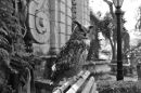 Maltese Owl