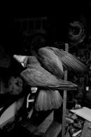 Mineur Taxidermist No 2