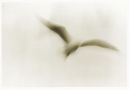 Icarus 2