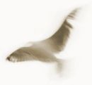 Icarus 4