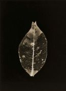 Leaf 2
