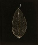 Leaf 3