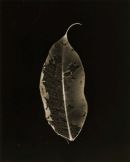 Leaf 5