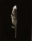 Feather No1