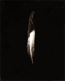 Feather No2