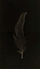 Feather No 3
