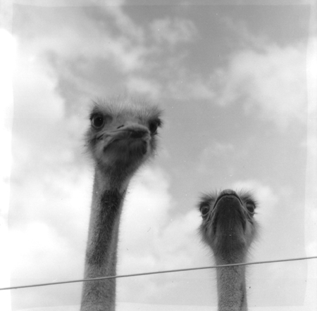 Ostriches - Gamston Wood Farm, Nottingham