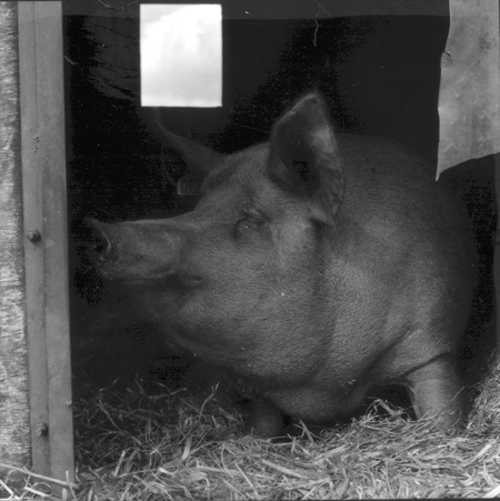 The Tamworth - Ginger Pig (& piglet), Grange farm, Levisham