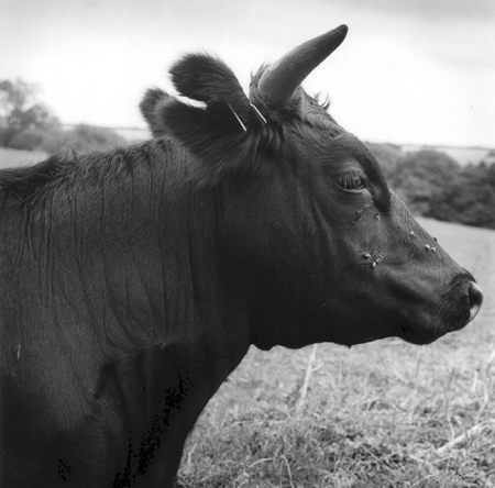 The Dexter, Northfield Farm, Rutland