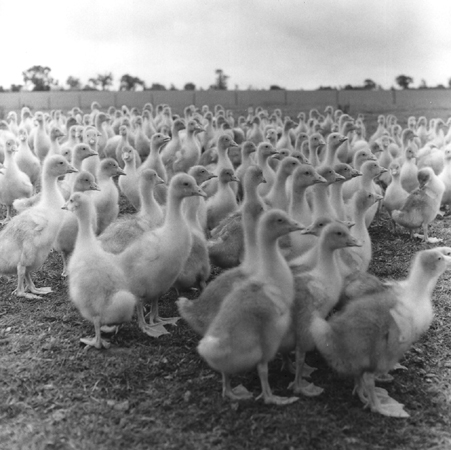 Geese - The new brood, Seldom Seen Farm, Leicestershire