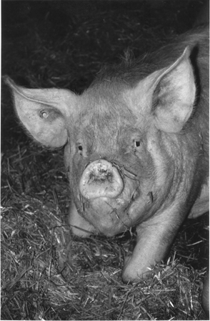 Dorothy - prototype Cumberland Pig, Sillfield farm, Cumbria