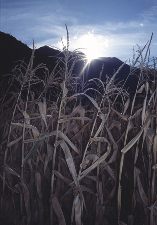 Corn Light, Pyrenees