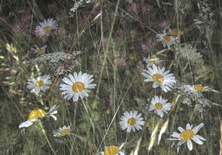 The Pyrenees Meadow