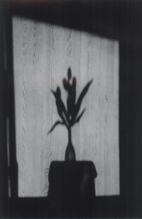 Tulips - after Kertesz