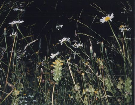 The Pyrenees meadow