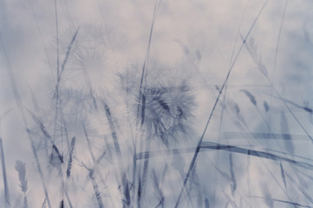 The Pyrenees Meadow