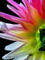FLOWERS, NATURE & CLOSE-UP PHOTOGRAPHY with Glenda Colquhoun