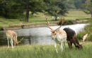 Deers in Bradgate Park