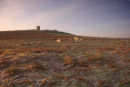 Bradgate Frost