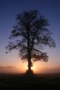 Tree of Life