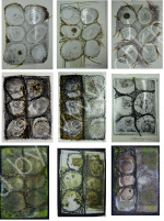from Geology and Fossil Series