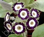 Auricula Helen Barter