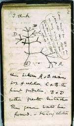 Darwin's Sketch 1837