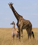Mum and Baby.