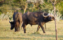 Water Buffalo.