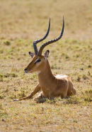 Impala.