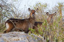 Water Buck.