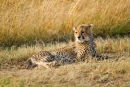 young Cheetah