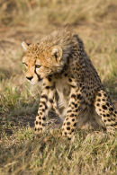 Cheetah cub