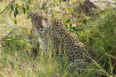 The Leopard in cover.