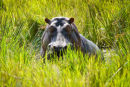 Hippo in a swamp.