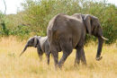 Mum and her calf