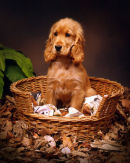 Golden Spaniel