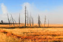 Lodge Pole Pines