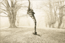 Deformed Birch, Epping Forest