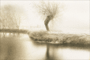 Willow at Grantchester