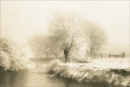 Willows by the River Cam