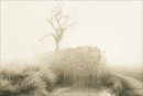 Reeds and Tree, Snape
